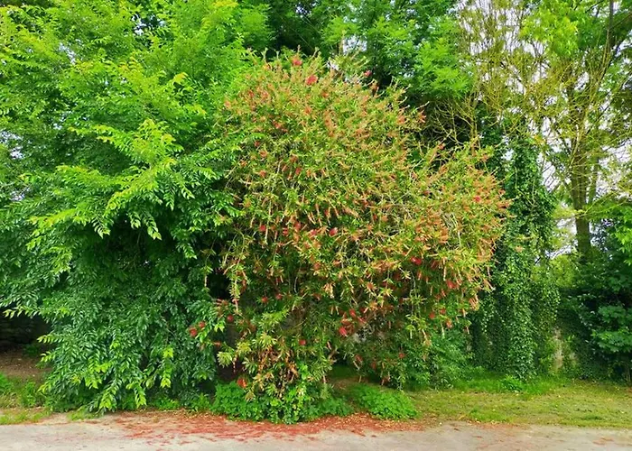 La Isla De Sirenas *